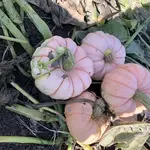 Seeds, Pumpkin Porcelain Princess (West Coast Seeds)