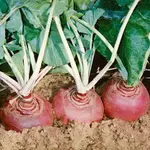 Seeds, Rutabagas Helenor (West Coast Seeds)