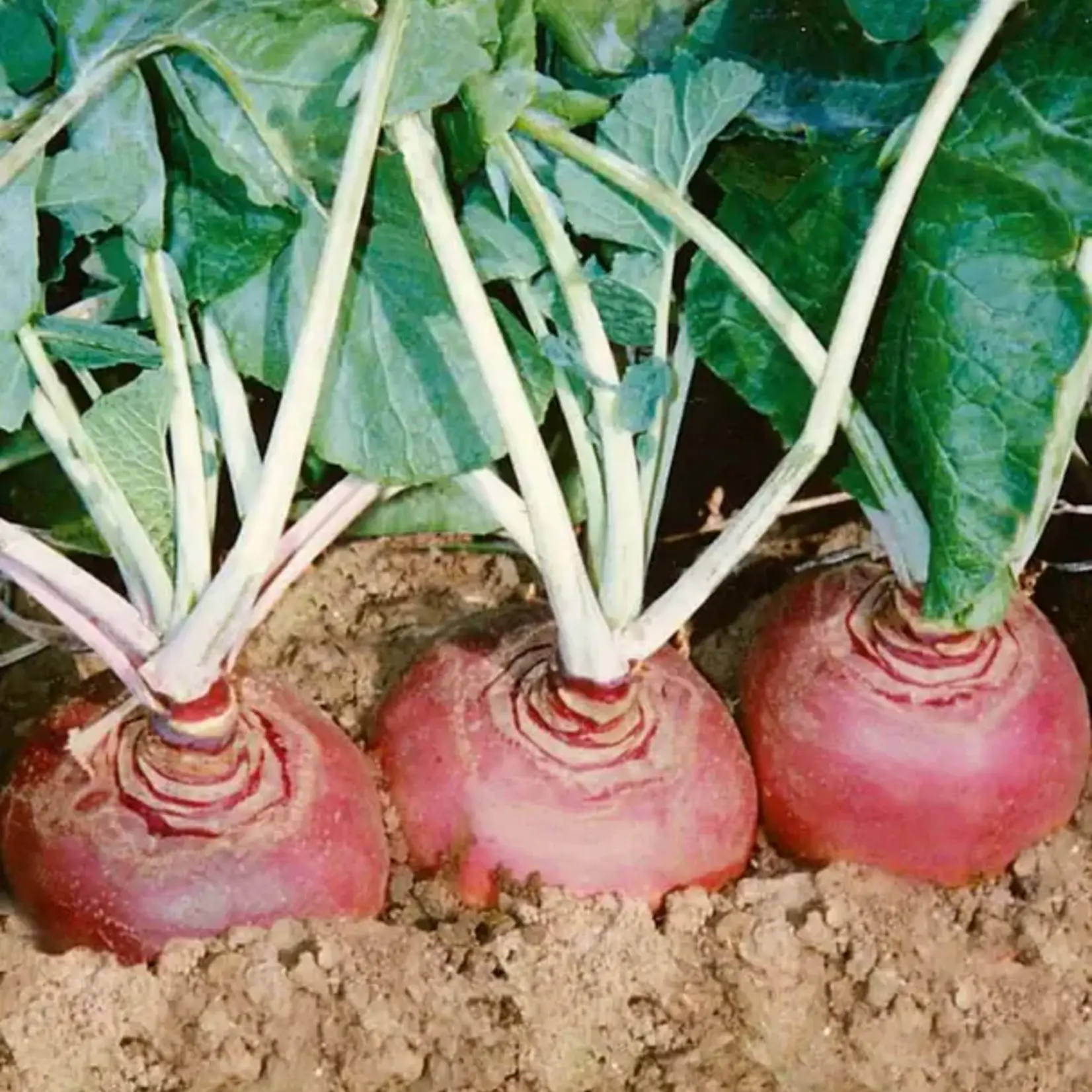 Seeds, Rutabagas Helenor (West Coast Seeds)