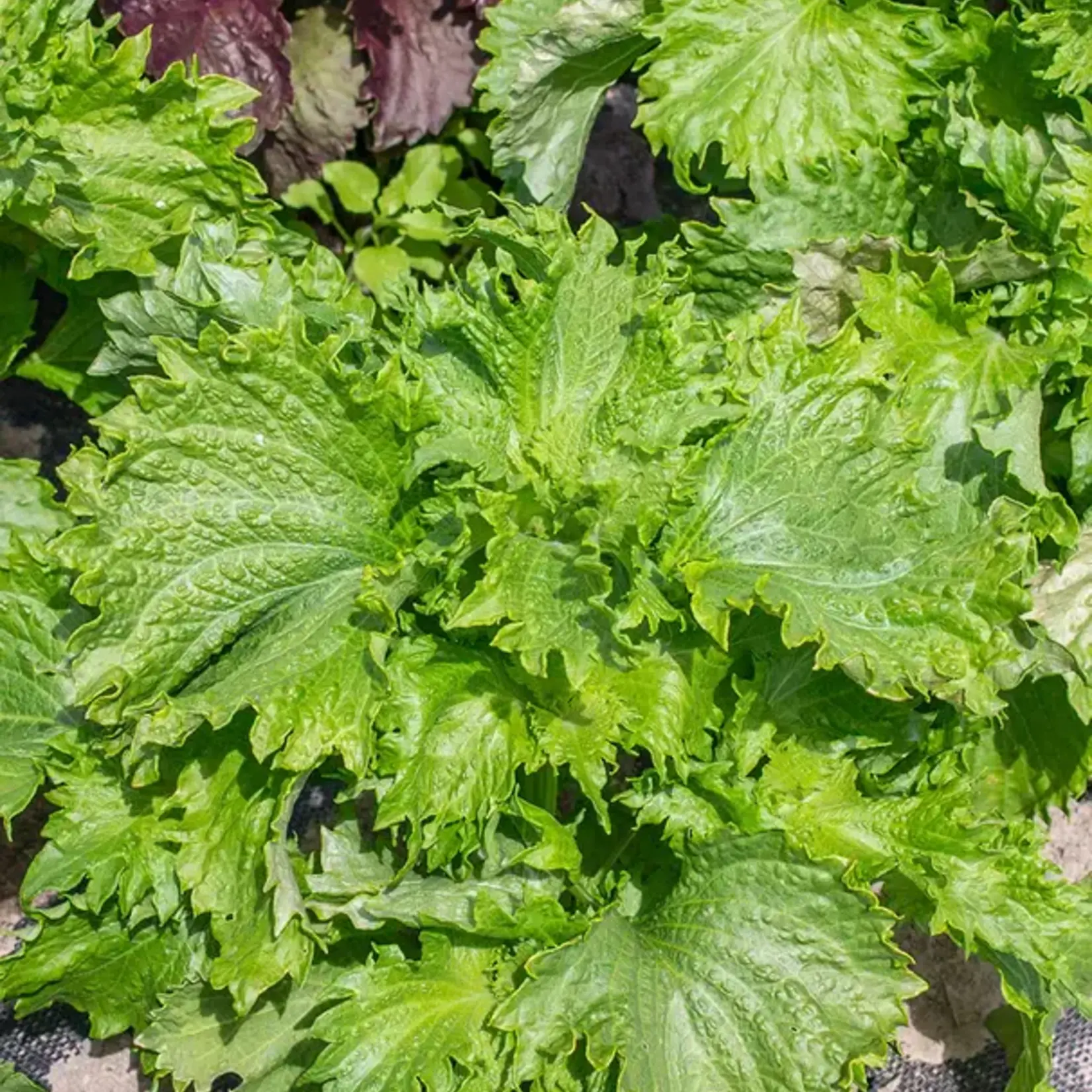Seeds, Shiso Green (West Coast Seeds)