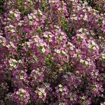 Seeds, Alyssum Dwarf Pink (West Coast Seeds)