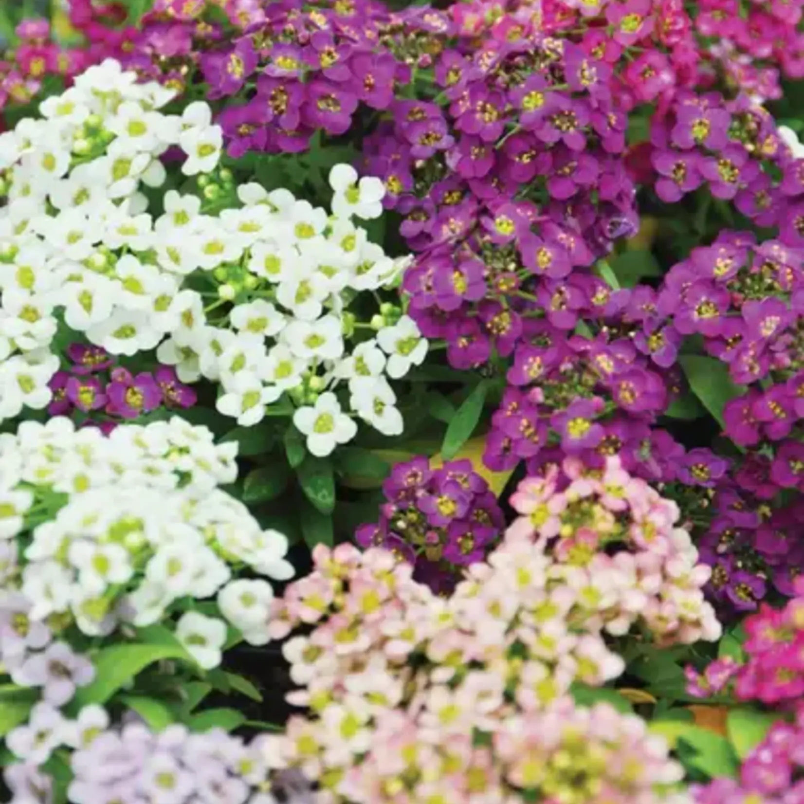 Seeds, Alyssum Sweet Bliss (West Coast Seeds)