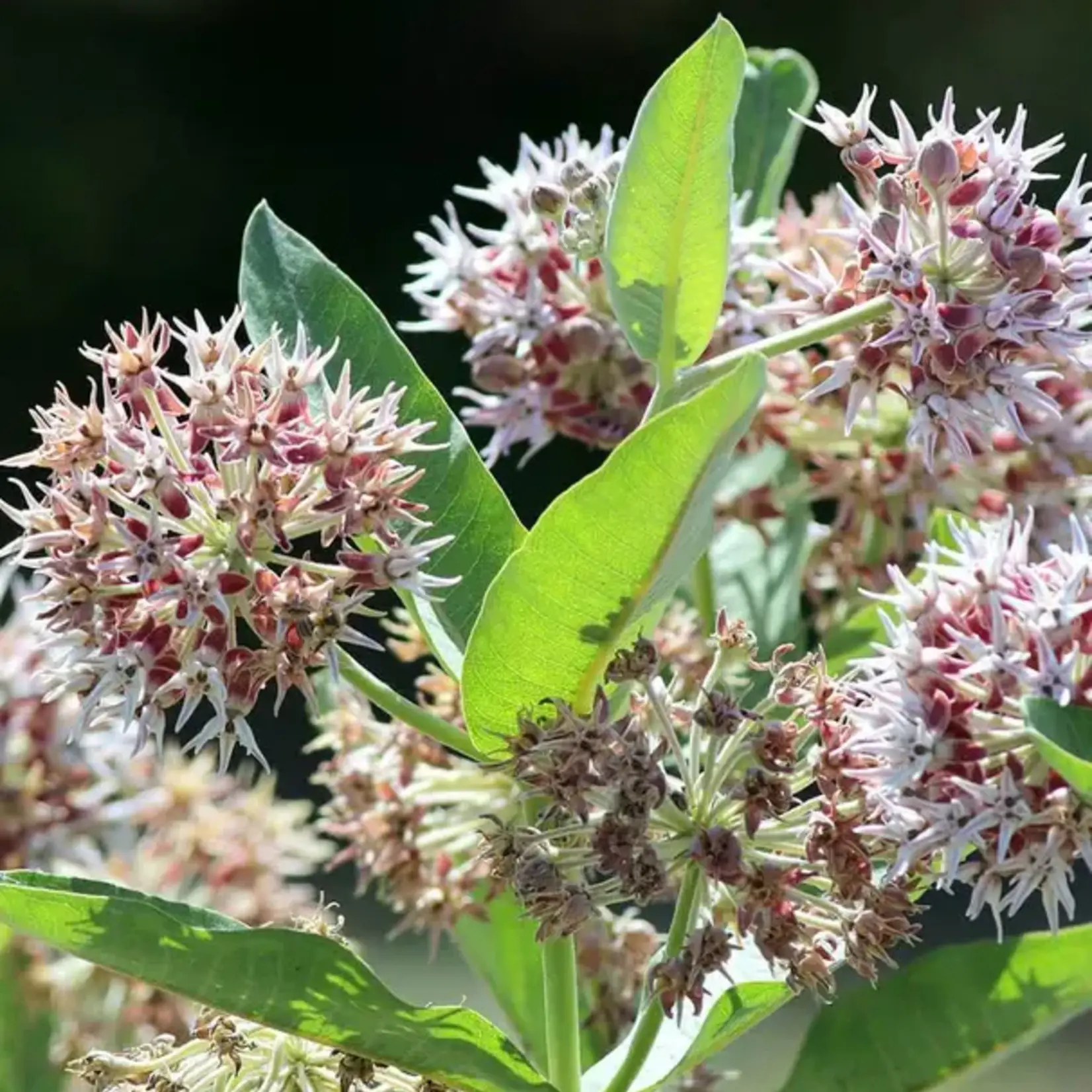 Seeds, Showy Milkweed (West Coast Seeds)
