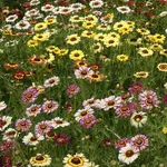 Seeds, Chrysanthemum Painted Daisies (West Coast Seeds)
