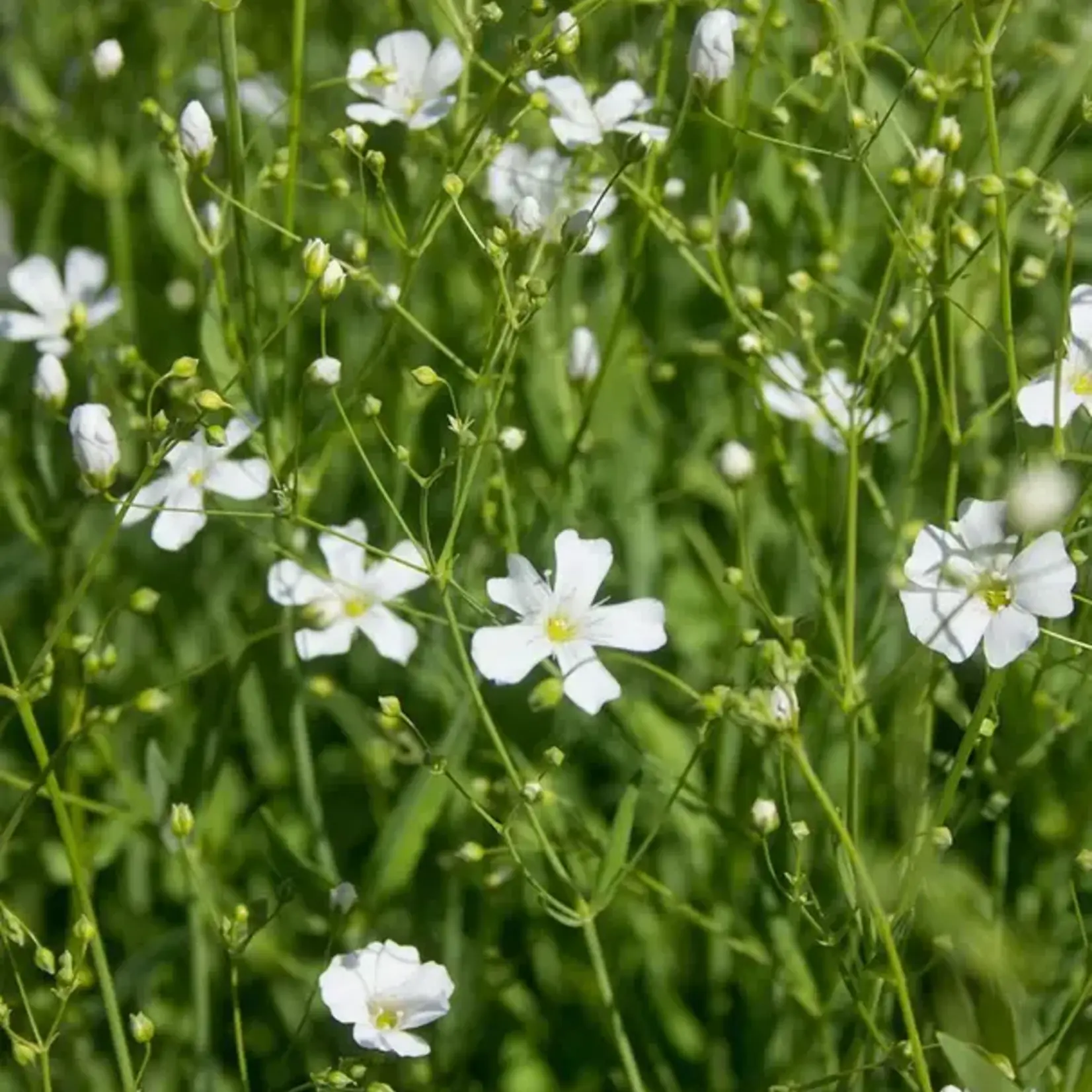 Seeds, Baby's Breath Annual(West Coast Seeds)