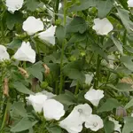 Seeds, Lavatera Mont Blanc (West Coast Seeds)
