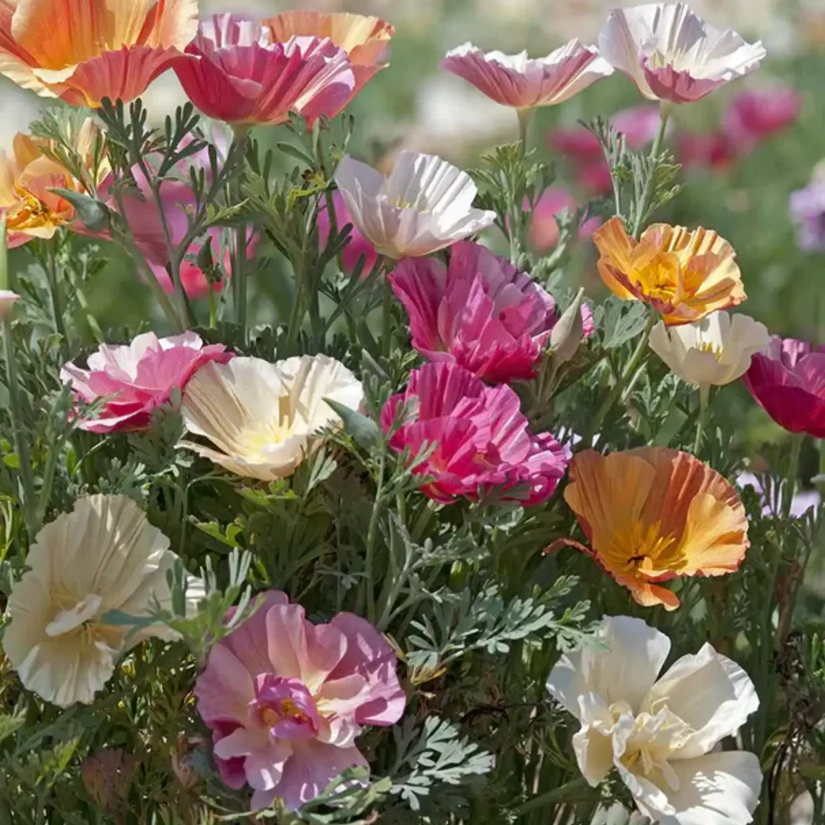 Seeds, Poppies Thai Silk (West Coast Seeds)