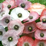 Seeds, Poppies Mother of Pearl (West Coast Seeds)