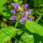 Seeds, Prunella Self Heal (West Coast Seeds)