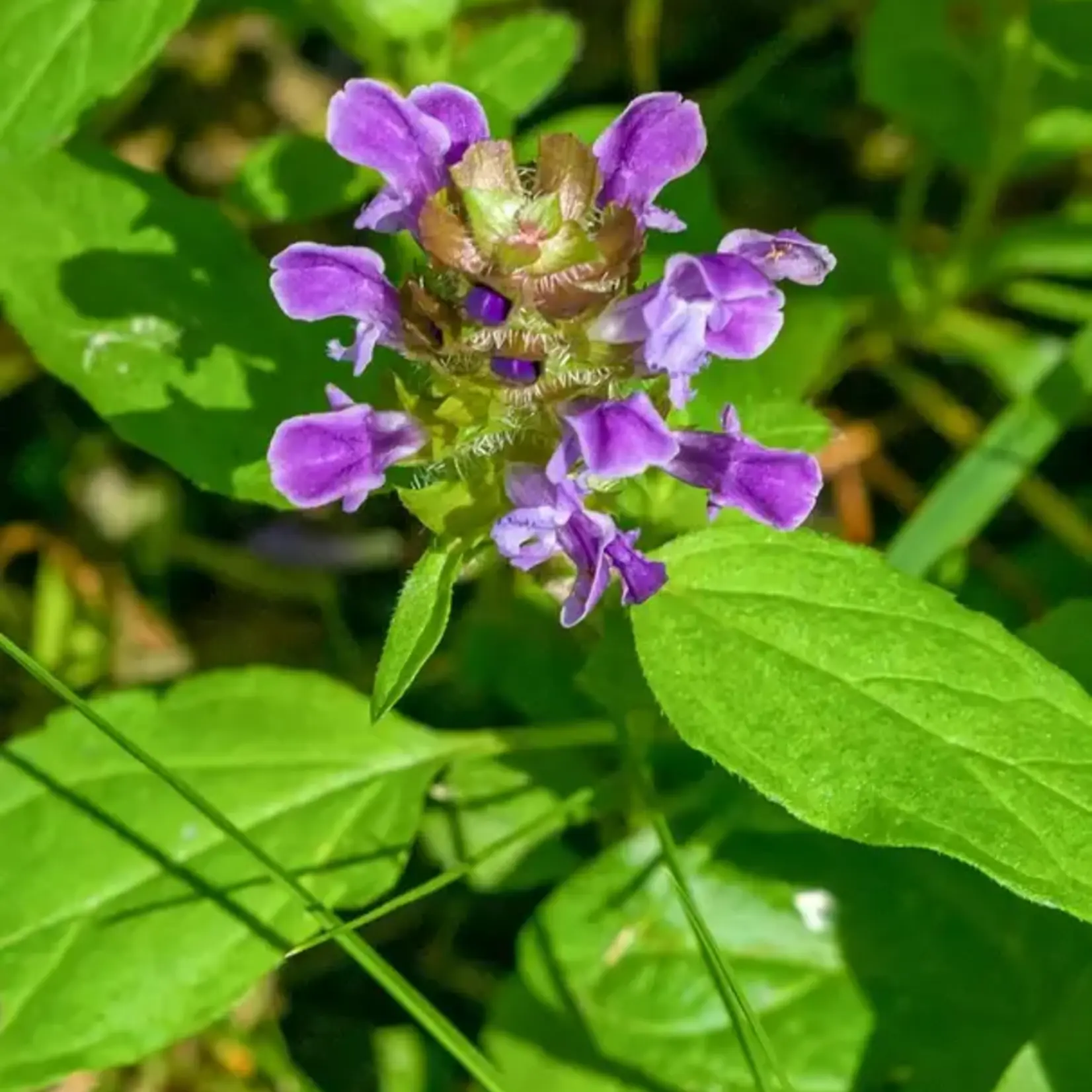 Seeds, Prunella Self Heal (West Coast Seeds)
