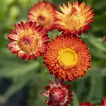 Seeds, Strawflower King Orange (West Coast Seeds)