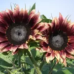 Seeds, Sunflower Cherry Rose (West Coast Seeds)