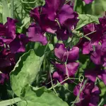 Seeds, Sweetpea Midnight (West Coast Seeds)