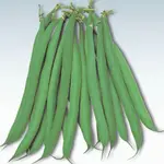 Seeds, Beans Masai French (West Coast Seeds)