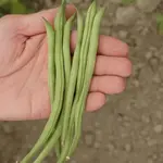 Seeds, Beans Maxibel Filet (West Coast Seeds)