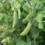 Seeds, Peas Little Snappea (West Coast Seeds)