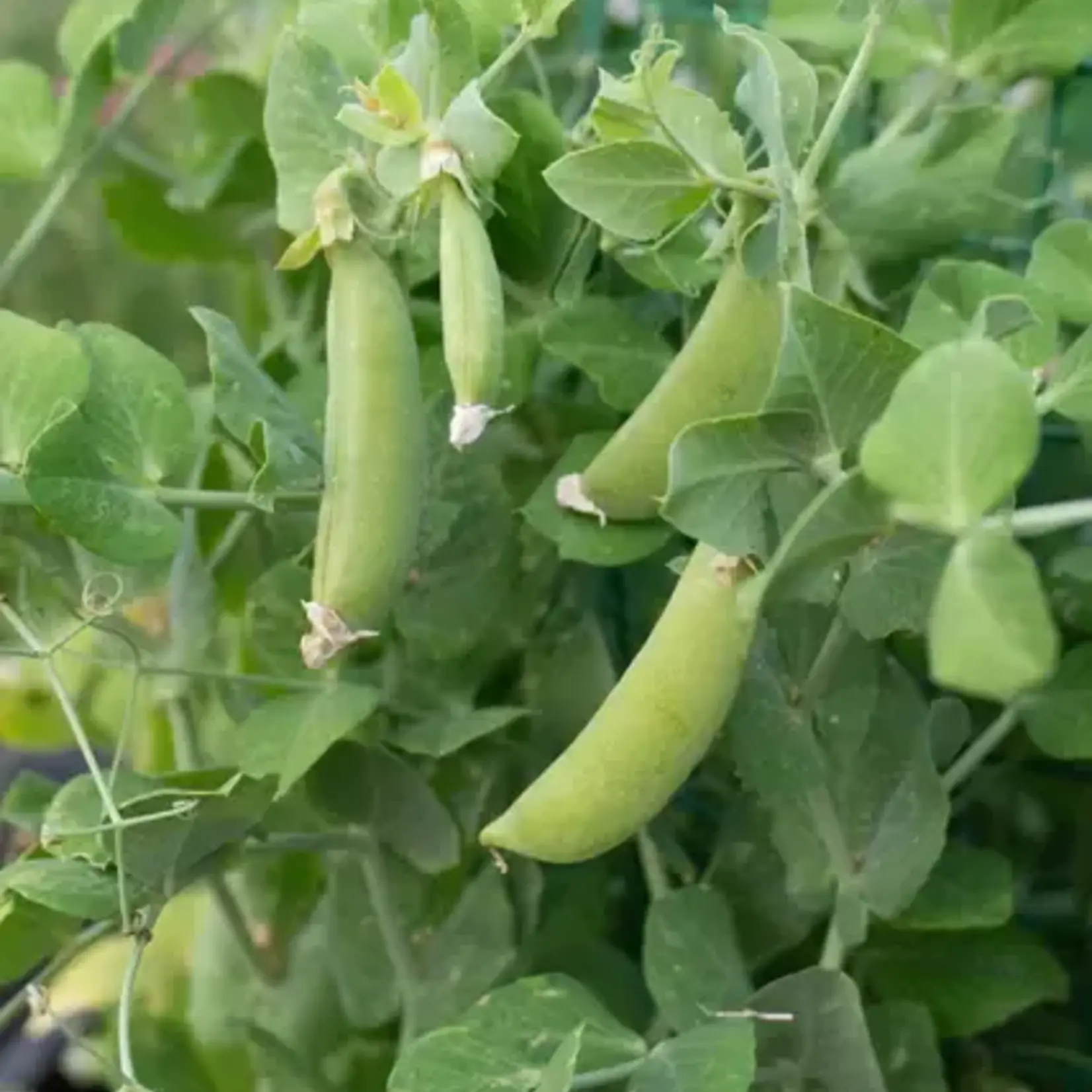 Seeds, Peas Little Snappea (West Coast Seeds)