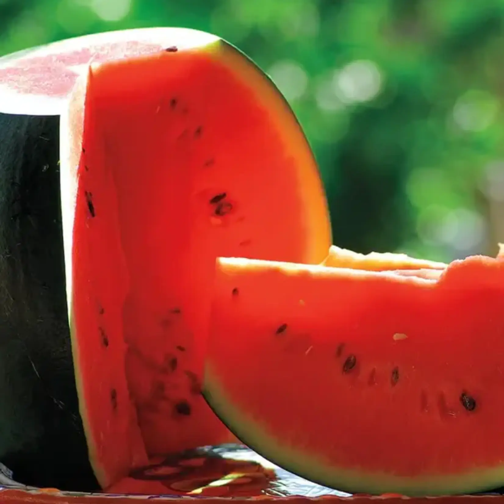 Seeds, Watermelon Sugar Baby (West Coast Seeds)