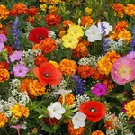 Seeds, Wildflowers Deer Resistant Blend Bulk (West Coast Seeds)