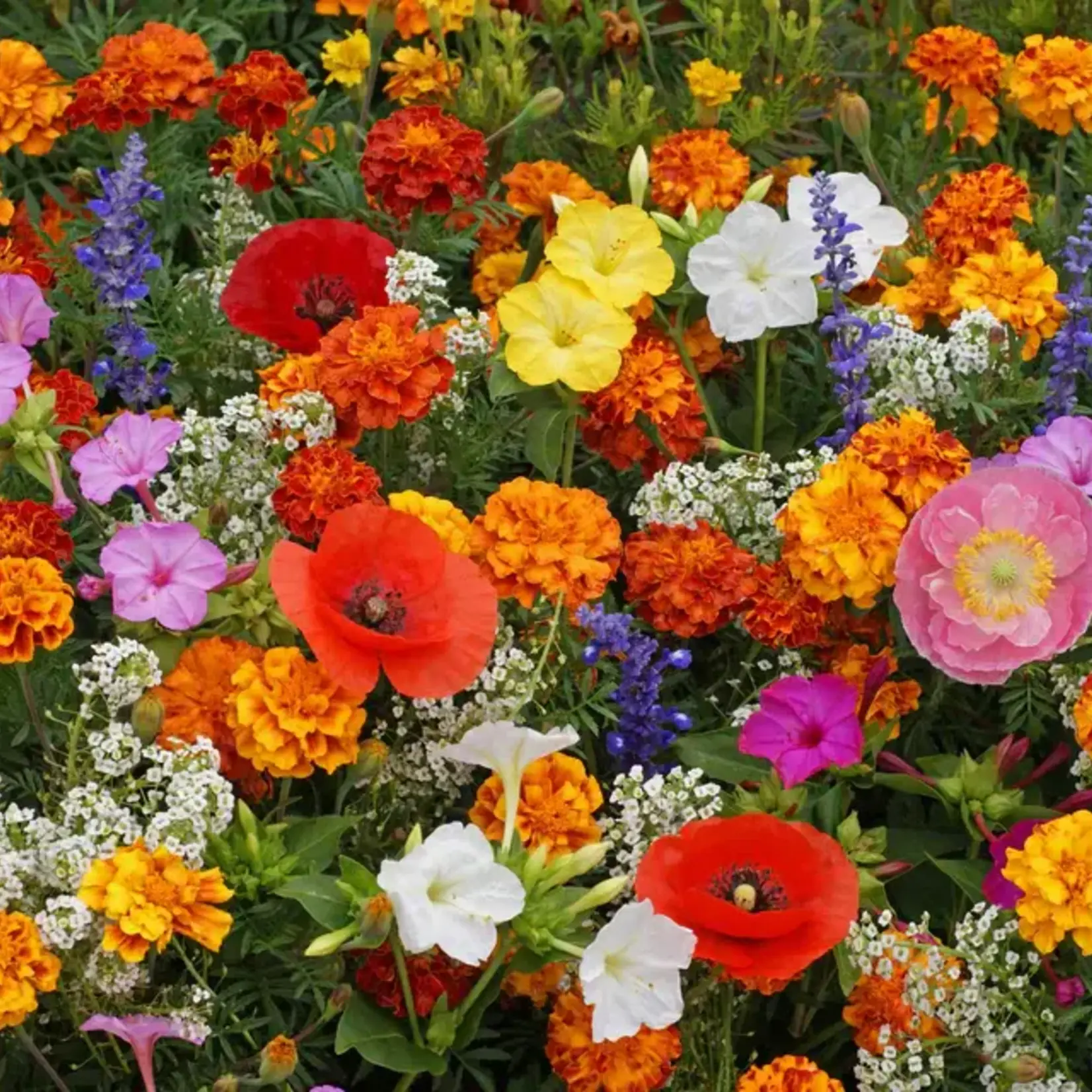 Seeds, Wildflowers Deer Resistant Blend Bulk (West Coast Seeds)