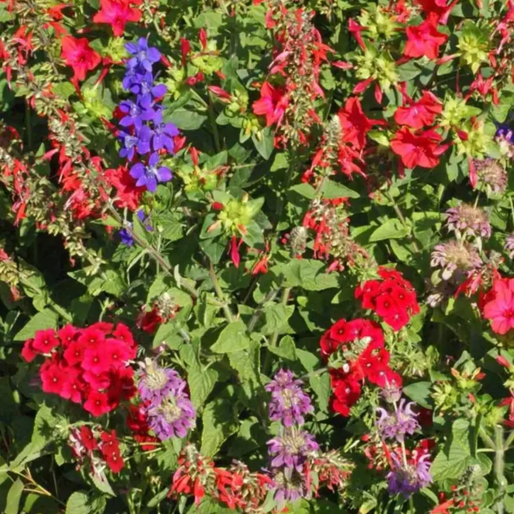 Seeds, Hummingbird Blend (West Coast Seeds)