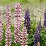 Seeds, Lupin Russel Mix (West Coast Seeds)