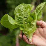 Seeds, Lettuce Little Gem Seed Tape  2x2.5 m (West Coast Seeds)