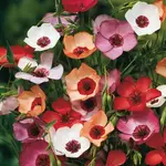 Seeds, Flax Charmer Extra Mix (West Coast Seeds)