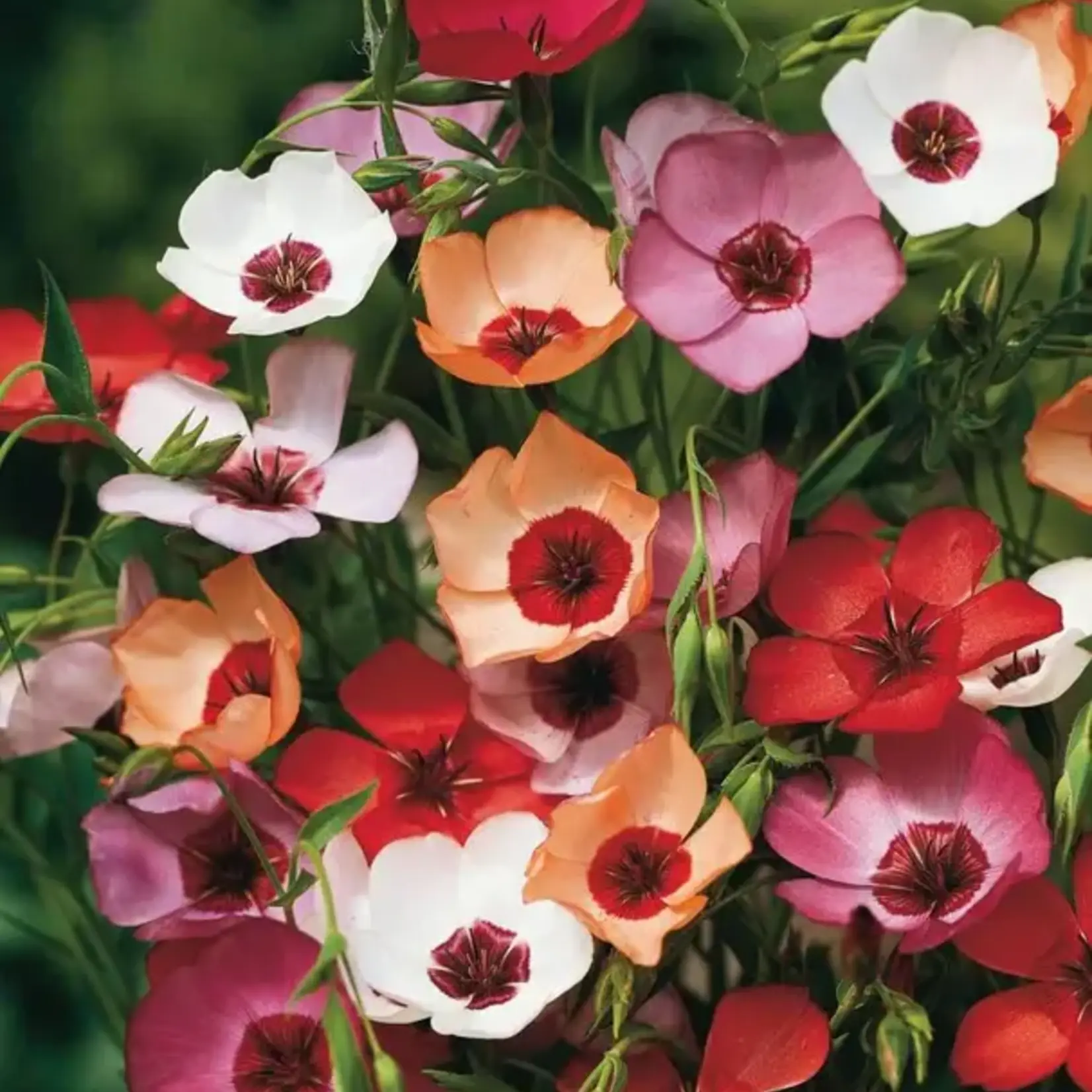 Seeds, Flax Charmer Extra Mix (West Coast Seeds)