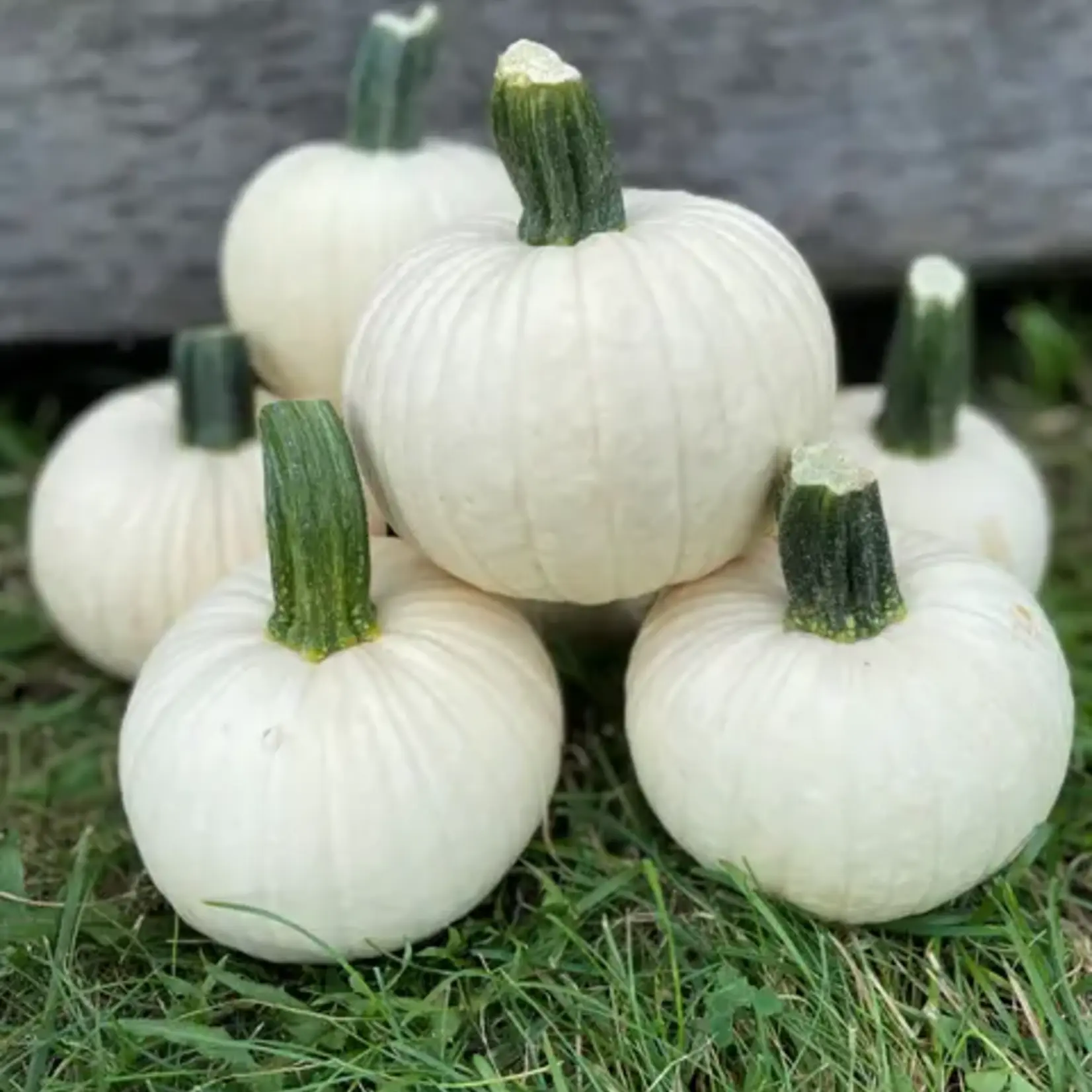 Seeds, Pumpkin Icicle F1 (West Coast Seeds)