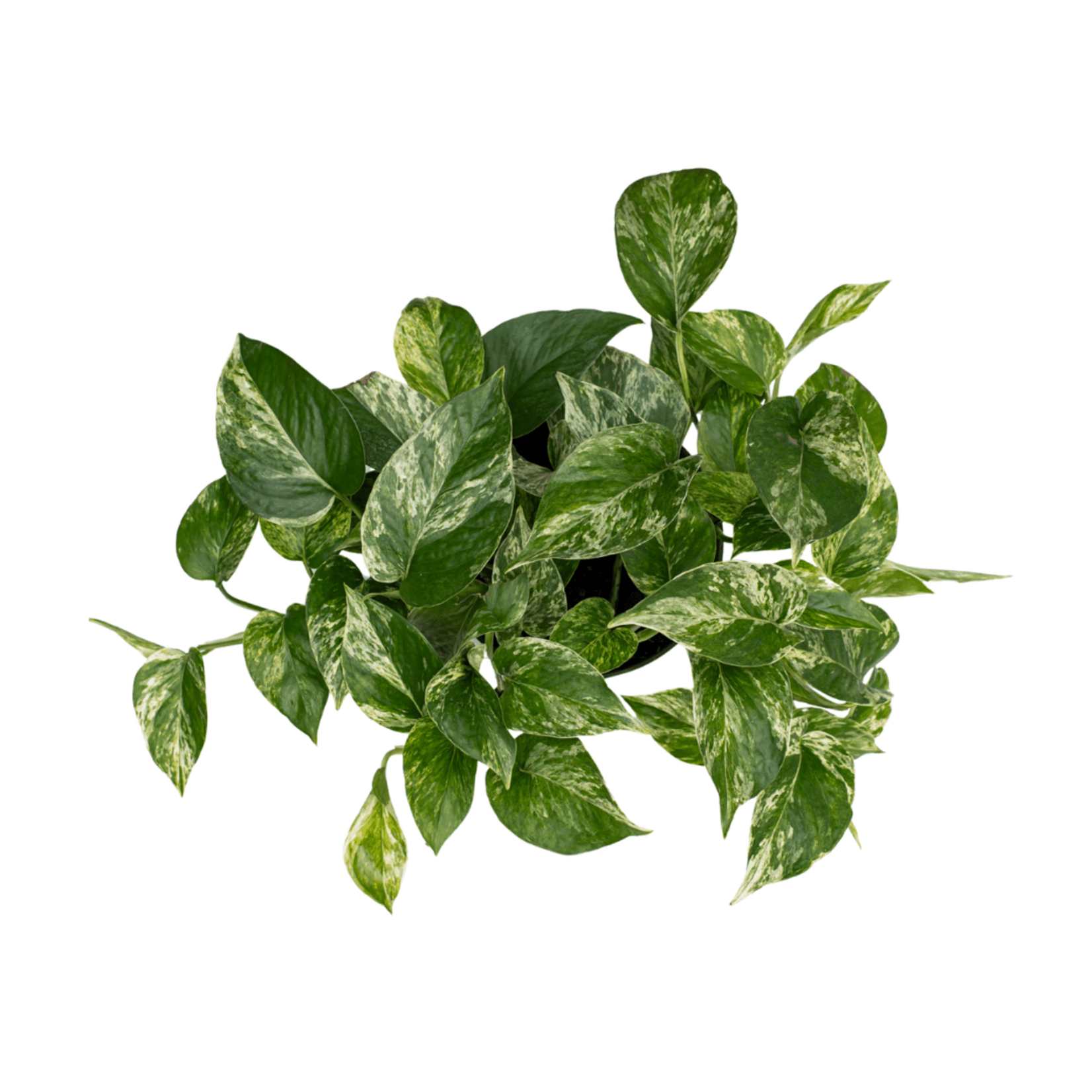 Pothos, Marble Queen 10 in HB