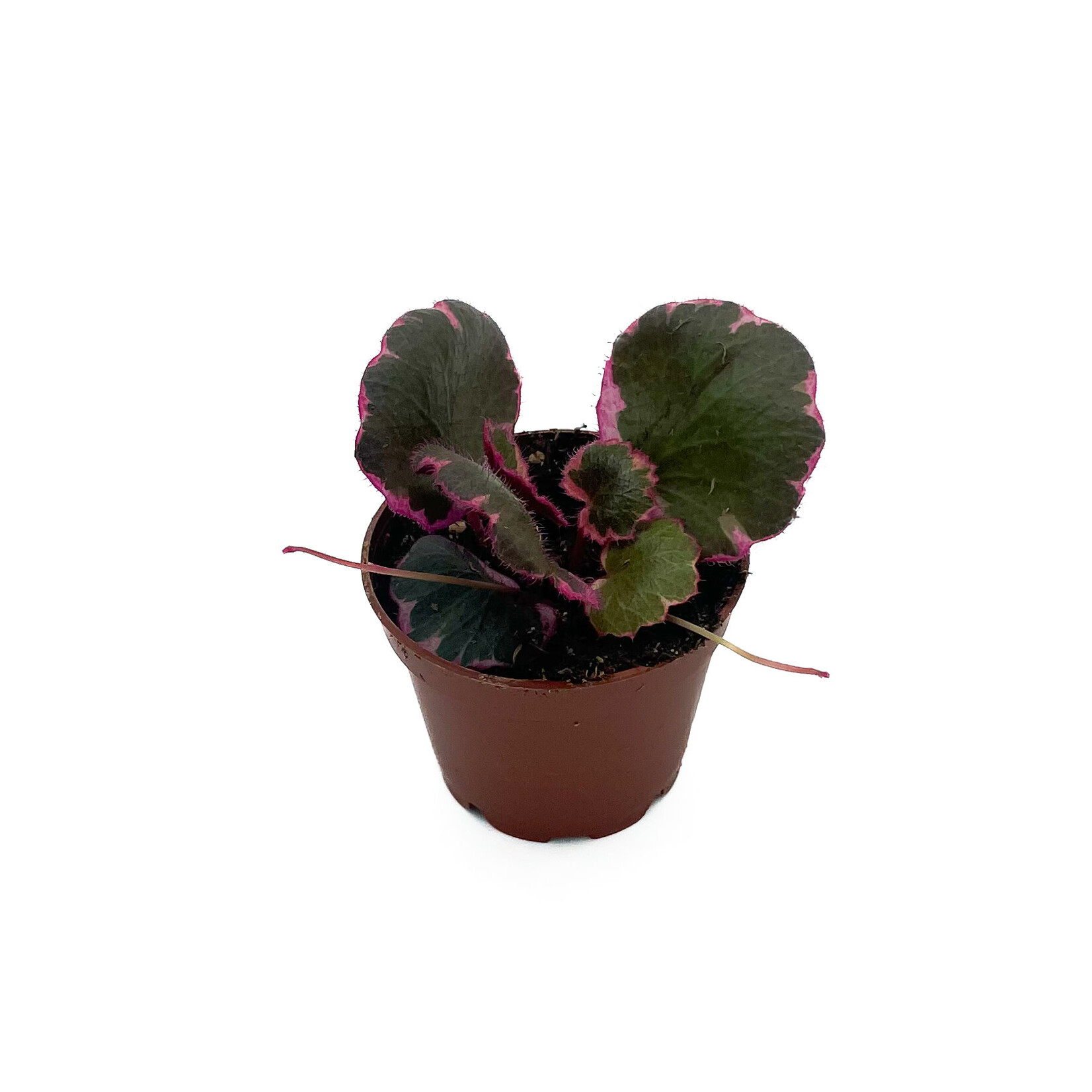 Strawberry Begonia 2.25 In