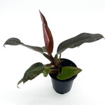 Philodendron, Red Congo 4 in