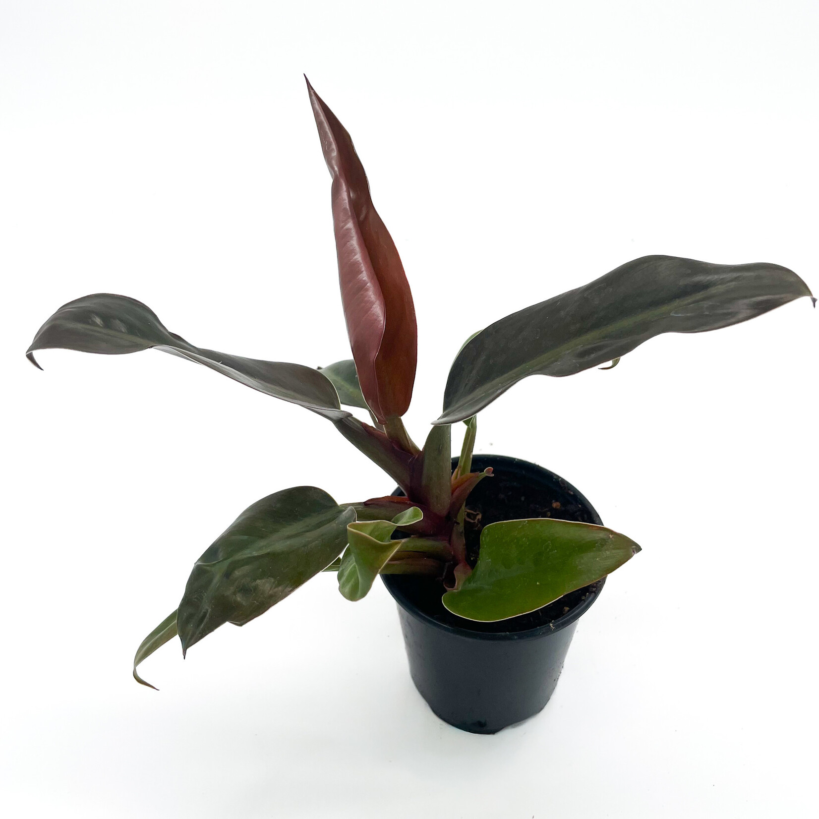Philodendron, Red Congo 4 in