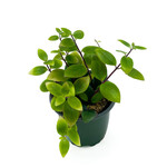 Lipstick, Purple Star 4 in