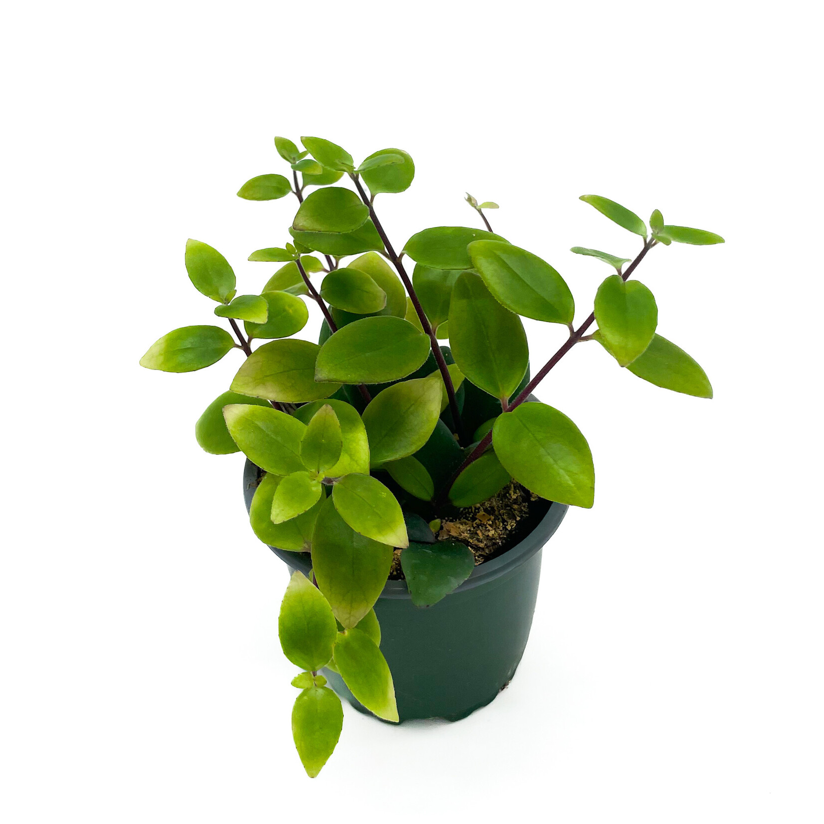 Lipstick, Purple Star 4 in