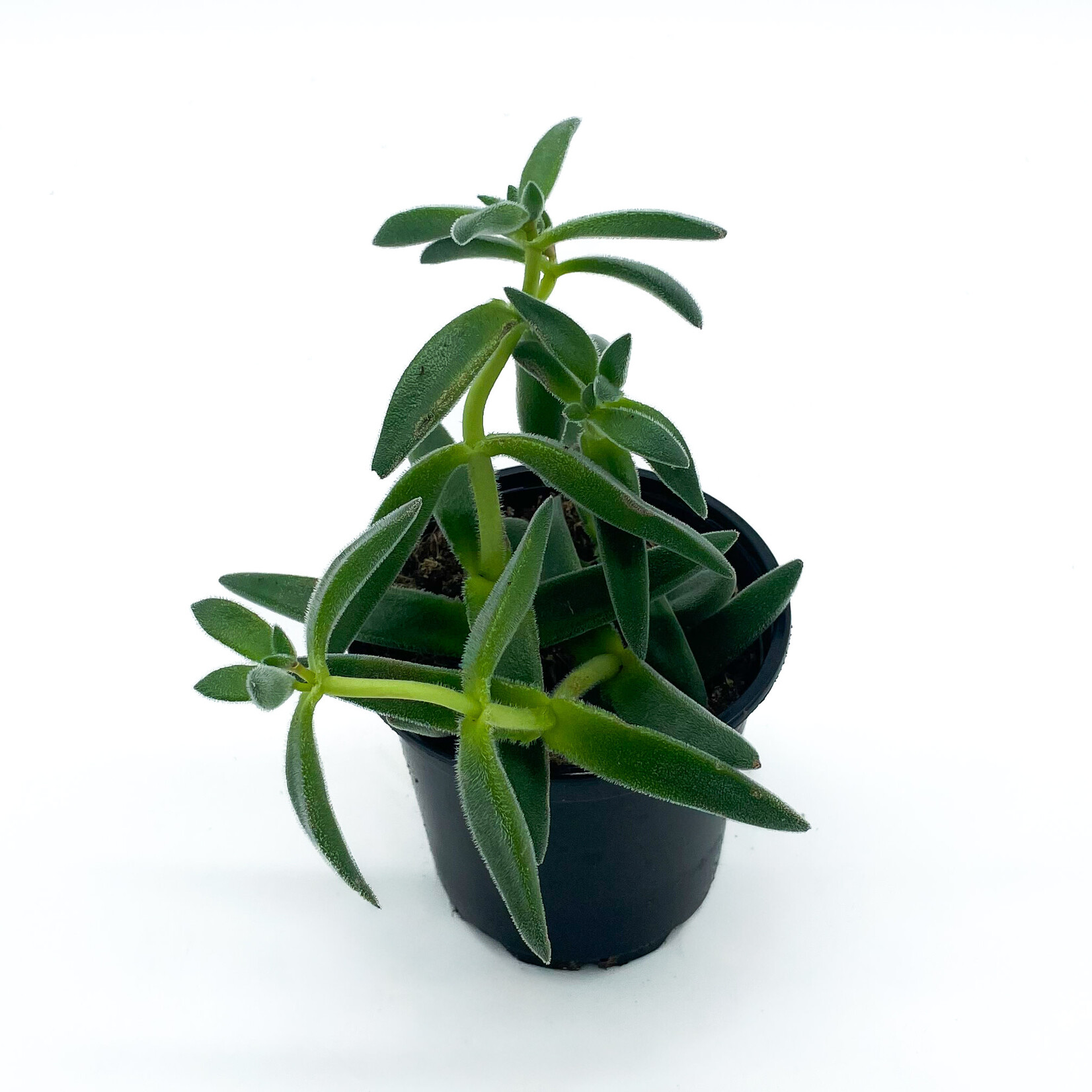 Crassula Congesta 4 in