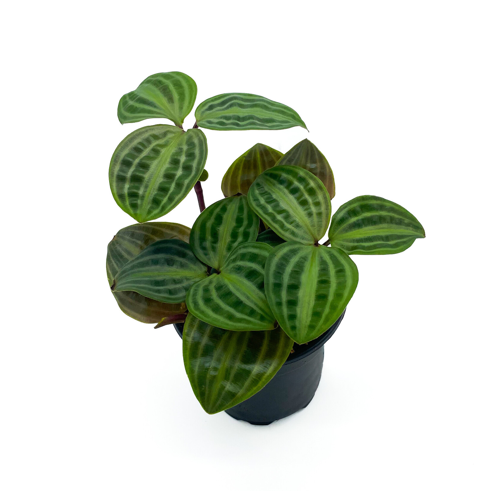 Geogenathus Poepegii - Seersucker 4 in