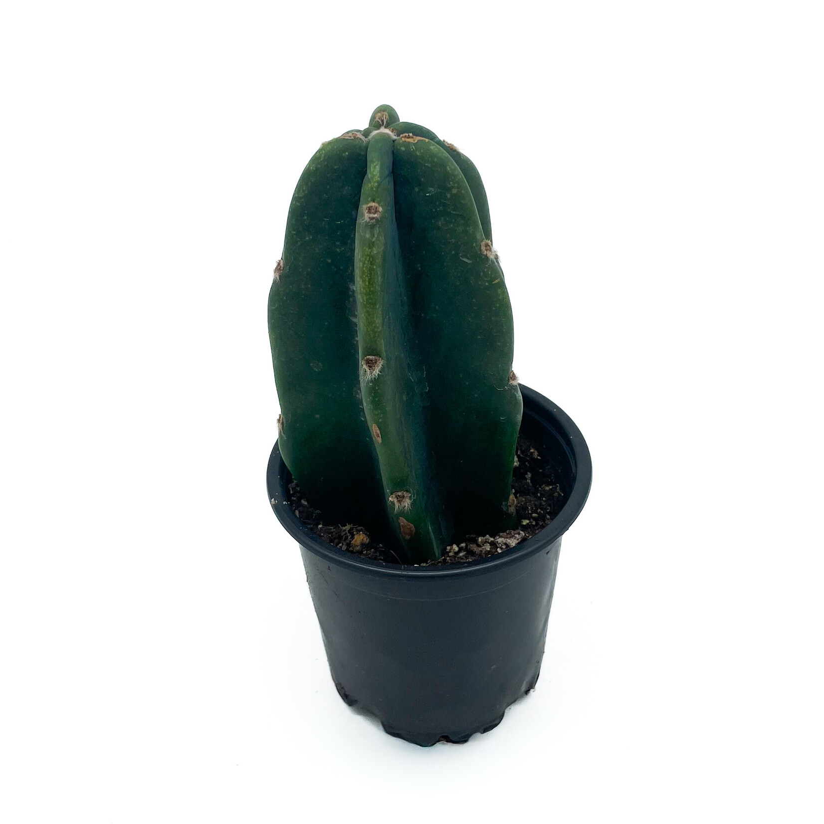 Cactus, Cereus Jamacaru 4 in