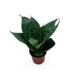Sansevieria, Hahnii 2 in