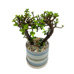 Arrangement, Jade Bonsai Heart in Stripes