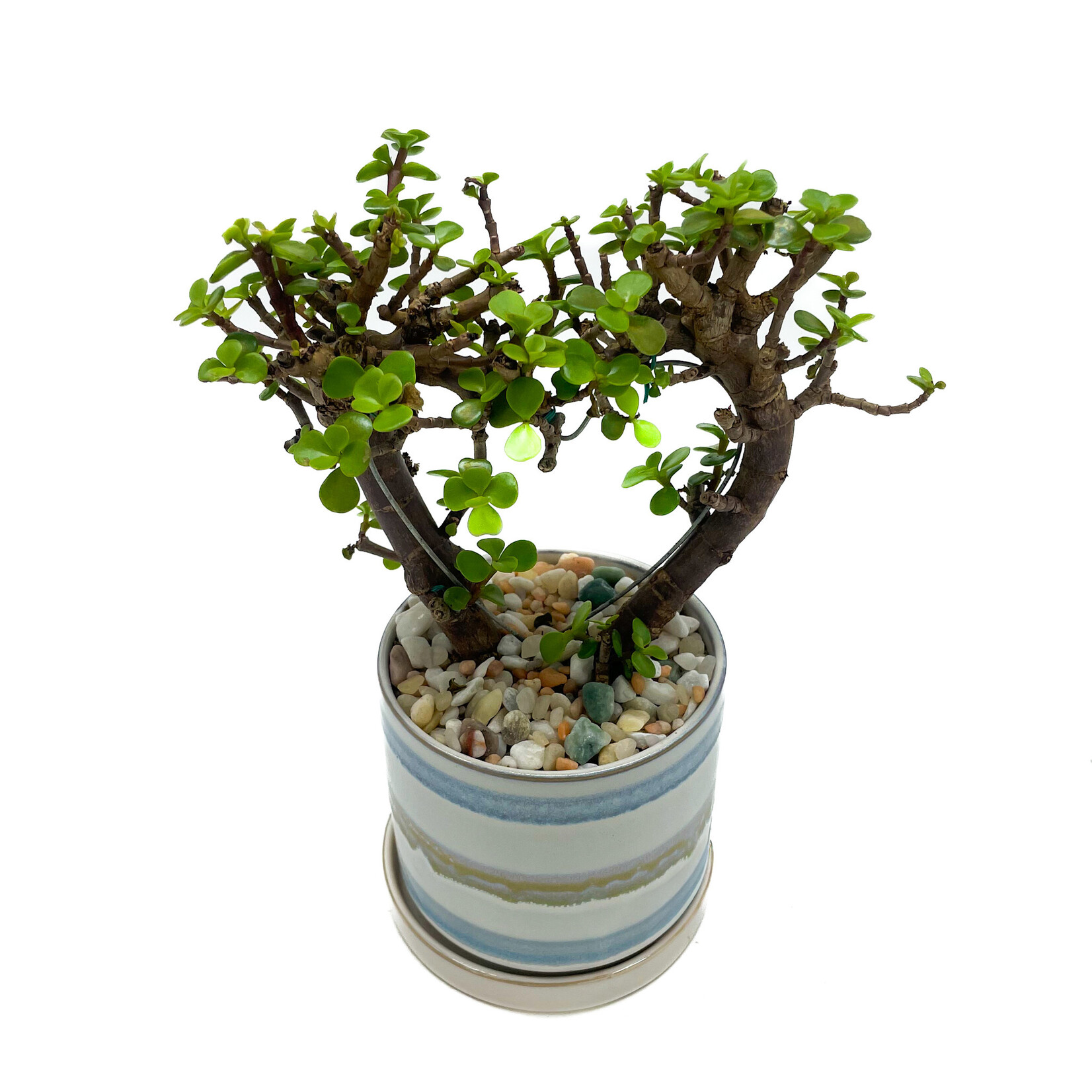 Arrangement, Jade Bonsai Heart in Stripes