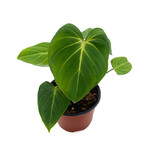 Philodendron, Gloriosum 6 in