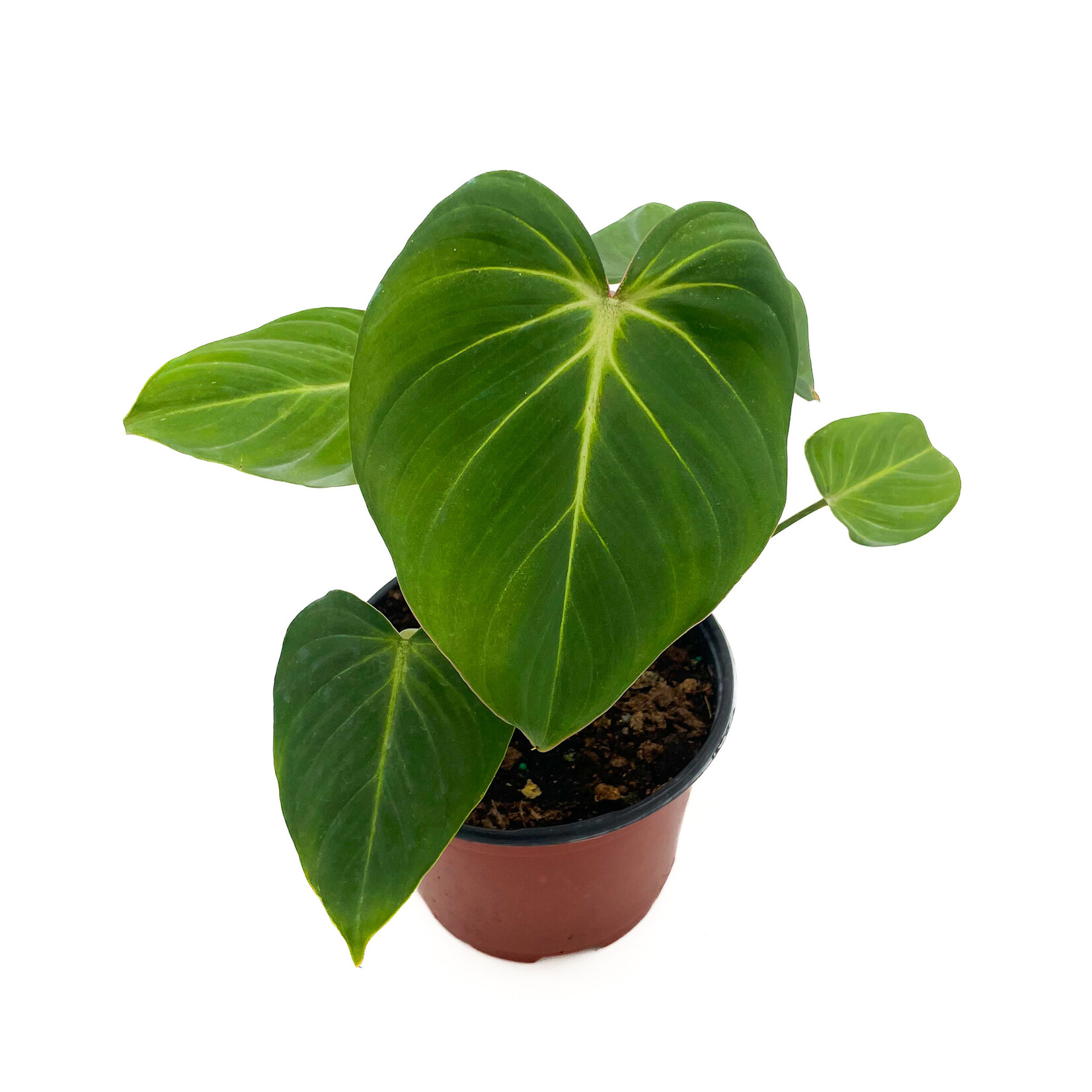 Philodendron, Gloriosum 6 in