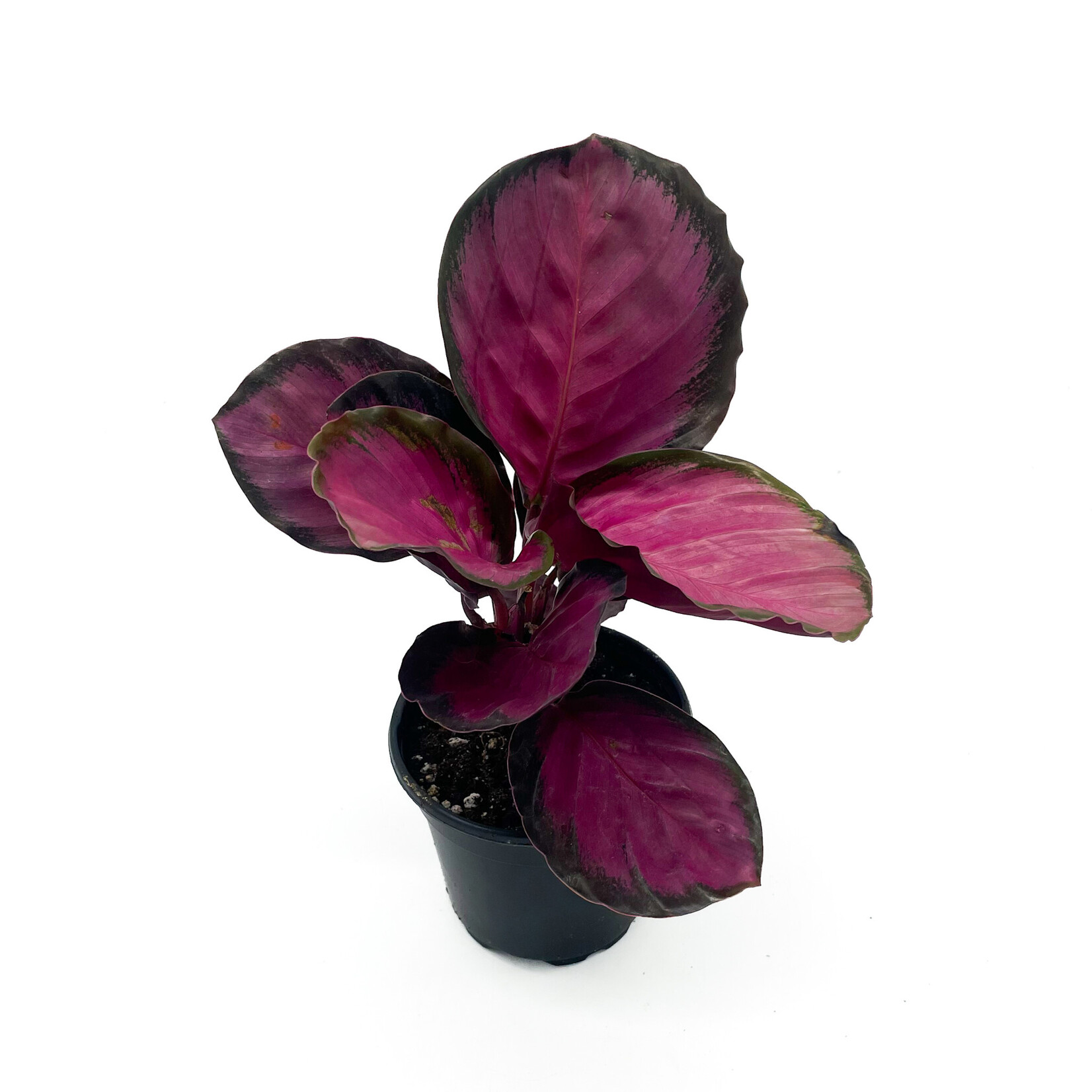 Calathea, Dottie 4 in