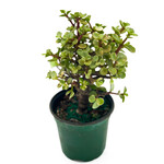 Jade, Bonsai Standard 4 in