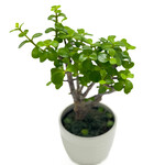 Portulaca, Elephant Bush 4 in