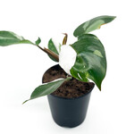 Philodendron, White Knight 6 in