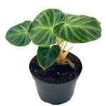Philodendron, Verrucosum 6 in