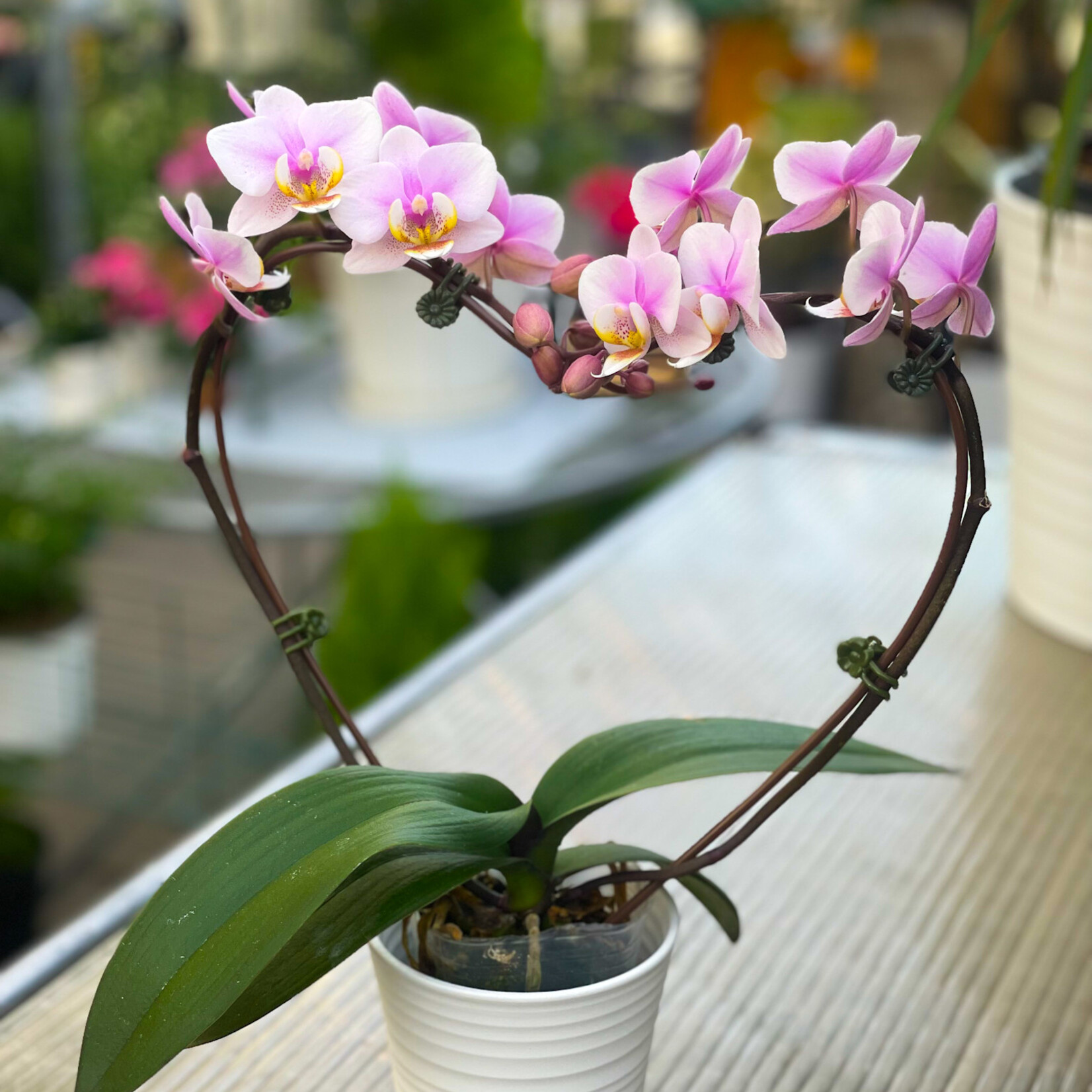 Arrangement, Orchid Heart in White
